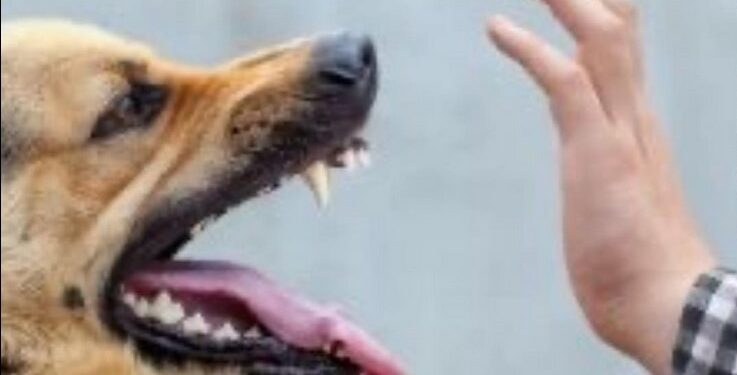 Arequito: una jauría volvió a atacar a un vecino, el segundo en una semana