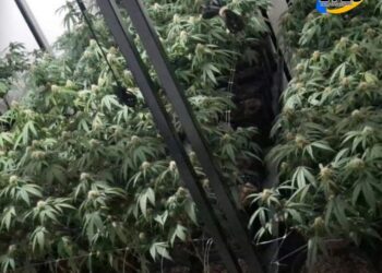 Santa Fe: Denunciaron un «olor fuerte» y descubren plantación de marihuana en una vivienda