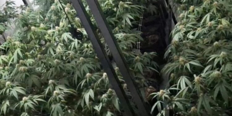 Santa Fe: Denunciaron un «olor fuerte» y descubren plantación de marihuana en una vivienda