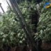 Santa Fe: Denunciaron un «olor fuerte» y descubren plantación de marihuana en una vivienda