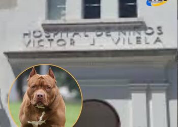 Un Bebé de un año fue atacado por un perro pitbull en San Lorenzo y sufrió múltiples heridas