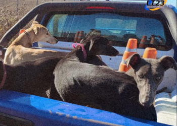 Córdoba: detuvieron a 41 personas por realizar caza ilegal y rescataron a 75 perros