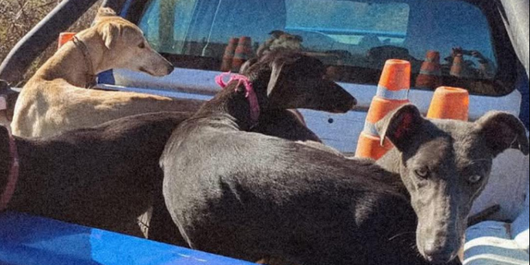 Córdoba: detuvieron a 41 personas por realizar caza ilegal y rescataron a 75 perros