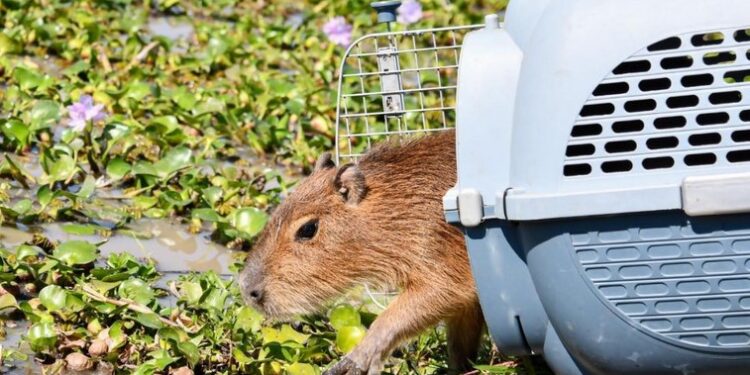 Biodiversidad: Provincia ya liberó más de 350 animales silvestres en 2025