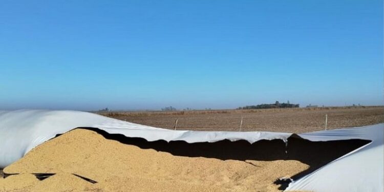 ROBO MILLONARIO EN UN CAMPO DE CARLOS PELLEGRINI