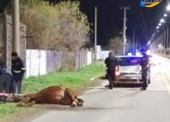 FRAY LUIS BELTRAN: UN CABALLO MURIÓ ATROPELLADO POR UN AUTO EN LA SALIDA A LA AUTIPISTA ROSARIO-SANTA FE