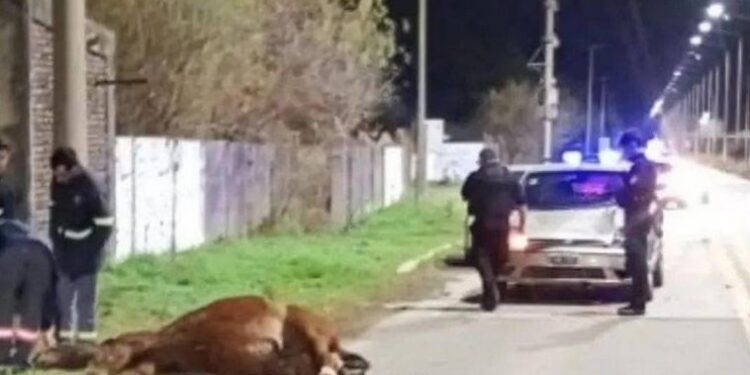 FRAY LUIS BELTRAN: UN CABALLO MURIÓ ATROPELLADO POR UN AUTO EN LA SALIDA A LA AUTIPISTA ROSARIO-SANTA FE