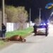 FRAY LUIS BELTRAN: UN CABALLO MURIÓ ATROPELLADO POR UN AUTO EN LA SALIDA A LA AUTIPISTA ROSARIO-SANTA FE
