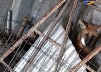 CORONDA: ENCONTRARON UN AGUARÁ GUAZÚ EN BARRIO LOS PARAÍSOS