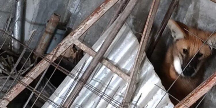 CORONDA: ENCONTRARON UN AGUARÁ GUAZÚ EN BARRIO LOS PARAÍSOS