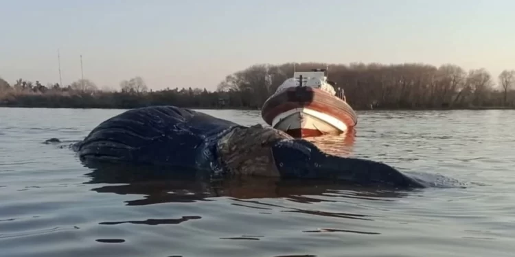 Apareció otra ballena muerta bajo el puente de Zárate: es el tercer caso en menos de un mes