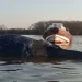 Apareció otra ballena muerta bajo el puente de Zárate: es el tercer caso en menos de un mes