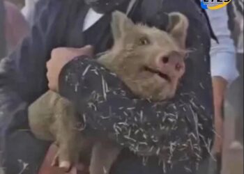 Fuerte polémica por el regreso del «chancho enjabonado» en una fiesta popular de Santa Fe