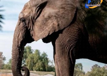 La última elefante en cautiverio del país se dirige a un santuario en Brasil
