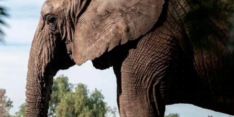 La última elefante en cautiverio del país se dirige a un santuario en Brasil