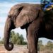 La última elefante en cautiverio del país se dirige a un santuario en Brasil