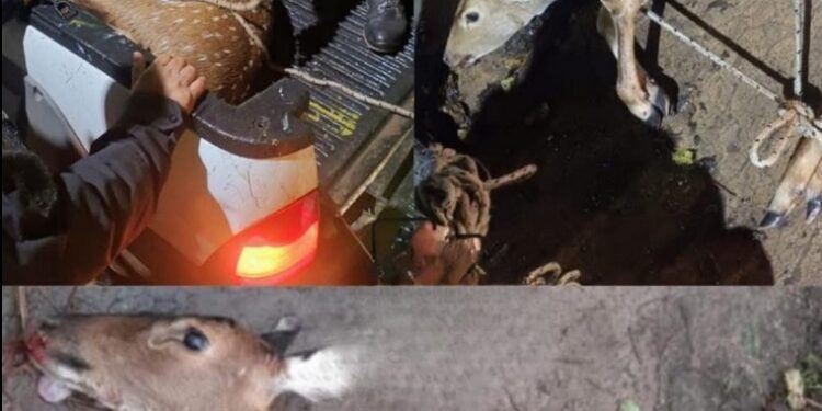 SANTO TOMÉ: DOS CIERVO AXIS APARECIERON EN LA COSTANERA, UNO MURIÓ ATROPELLADO Y EL OTRO FUE RESGUARDADO POR LA POLICÍA