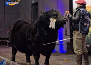 Récord en la Rural de Palermo: vendieron por $115 millones a “Picante”