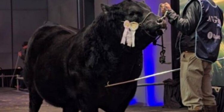 Récord en la Rural de Palermo: vendieron por $115 millones a “Picante”