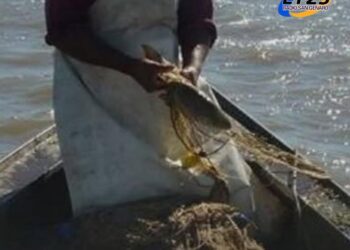 Tras una década de bajante histórica, escasez de lluvias y sobrepesca, el sábalo, especie clave del ecosistema del río Paraná, se encuentra en peligro crítico.