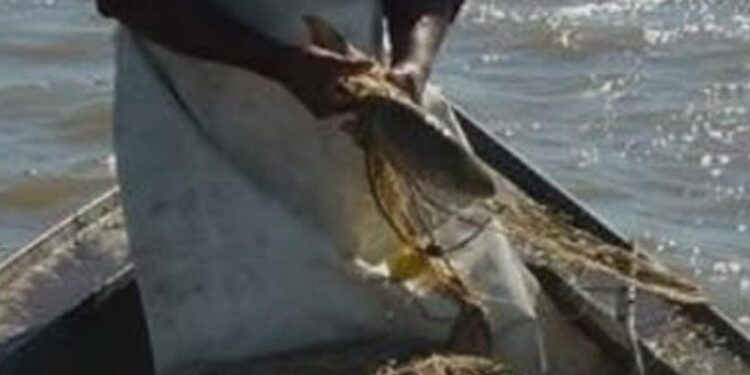 Tras una década de bajante histórica, escasez de lluvias y sobrepesca, el sábalo, especie clave del ecosistema del río Paraná, se encuentra en peligro crítico.