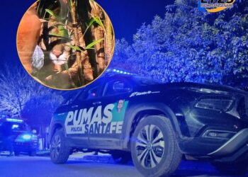 Un puma suelto en Las Rosas