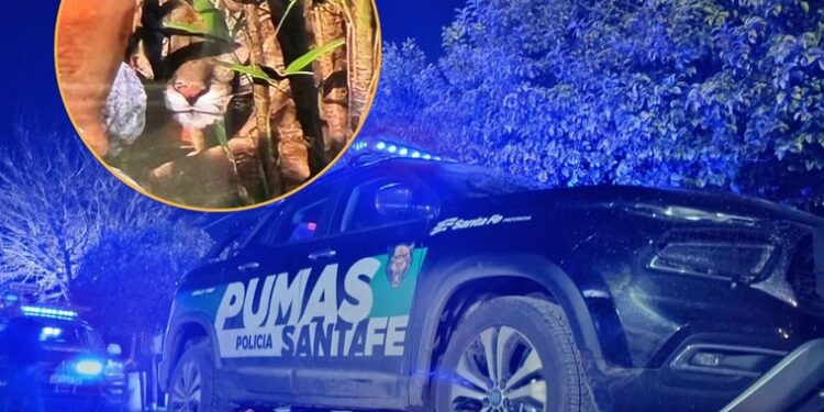 Un puma suelto en Las Rosas