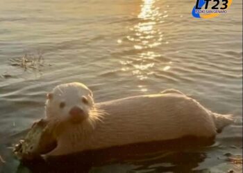 Entre Ríos: encontraron a un lobo de río albino