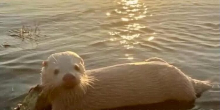 Entre Ríos: encontraron a un lobo de río albino