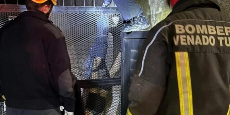 VENADO TUERTO: QUEDÓ ENGANCHADO EN UNA REJA Y LO RESCATARON LOS BOMBEROS