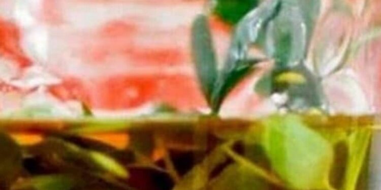 CAÑA CON RUDA: ¿POR QUÉ SE TOMA ESTA BEBIDA EL 1° DE AGOSTO?