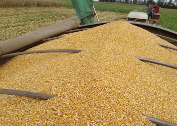 Tragedia en Córdoba: Una nena de 5 años murió tras caer en una tolva de maíz