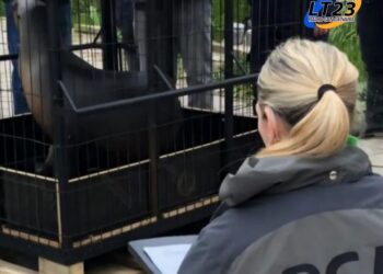 Aquarium de Mar del Plata: cinco lobos marinos fueron trasladados a República Dominicana