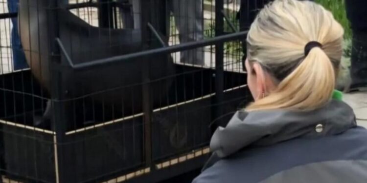 Aquarium de Mar del Plata: cinco lobos marinos fueron trasladados a República Dominicana