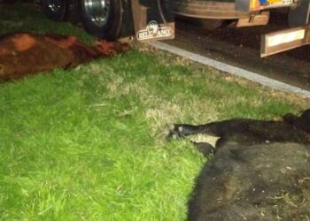 Accidente en Autopista AP01. UN CAMIÓN INVOLUCRADO Y CUATRO VAQUILLONAS MUERTAS EN SAN FABIAN