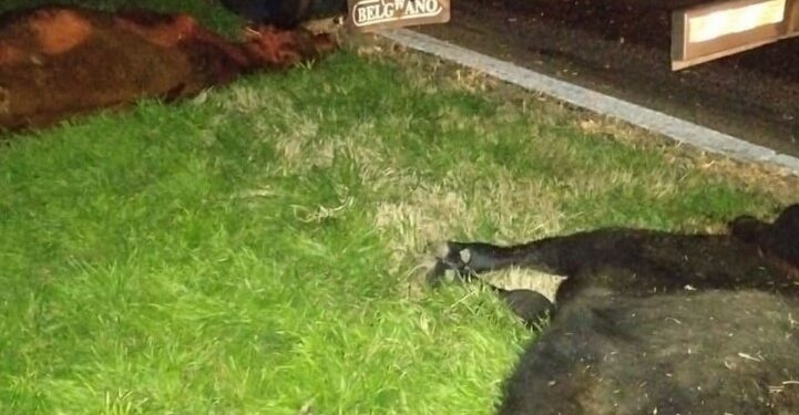 Accidente en Autopista AP01. UN CAMIÓN INVOLUCRADO Y CUATRO VAQUILLONAS MUERTAS EN SAN FABIAN