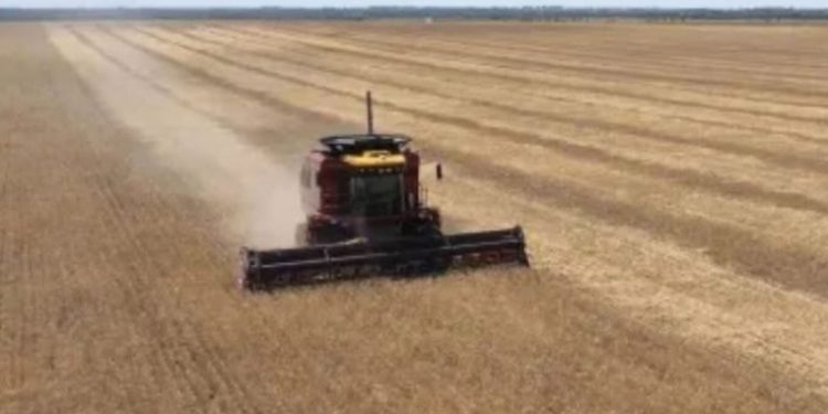 EL GOBIERNO ANUNCIÓ RETENCIONES CERO PARA TODOS LOS GRANOS HASTA EL 31/10