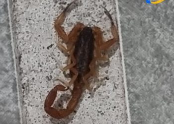 Con la llegada del calor, aumenta la presencia de alacranes en la región