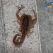 Con la llegada del calor, aumenta la presencia de alacranes en la región