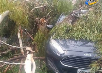 VENADO TUERTO: POR EL FUERTE VIENTO, CAYERON ÁRBOLES Y PROVOCARON DAÑOS EN AUTOS Y VIVIENDAS