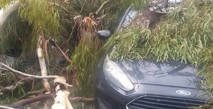 VENADO TUERTO: POR EL FUERTE VIENTO, CAYERON ÁRBOLES Y PROVOCARON DAÑOS EN AUTOS Y VIVIENDAS