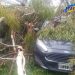 VENADO TUERTO: POR EL FUERTE VIENTO, CAYERON ÁRBOLES Y PROVOCARON DAÑOS EN AUTOS Y VIVIENDAS