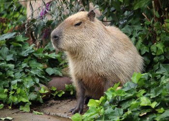  Nordelta: dictan medidas cautelares para proteger a los carpinchos 