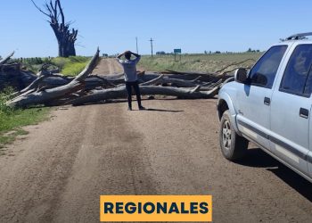 Tras los fuertes vientos, vecinos se encontraron con árboles caídos en caminos rurales de la región