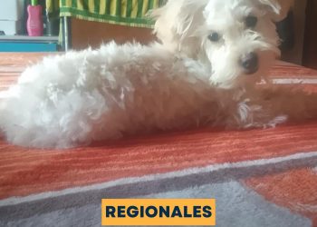 San Genaro: Se extravío ayer aproximadamente a las 16hs en la calle Ricardo Balbín 1848, Siena, una Caniche de 4 meses