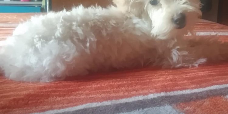 San Genaro: Se extravío ayer aproximadamente a las 16hs en la calle Ricardo Balbín 1848, Siena, una Caniche de 4 meses