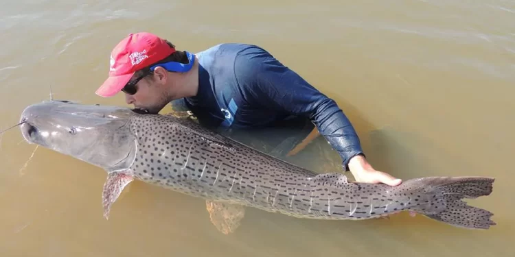 Santa Fe establece la veda para la pesca de surubí