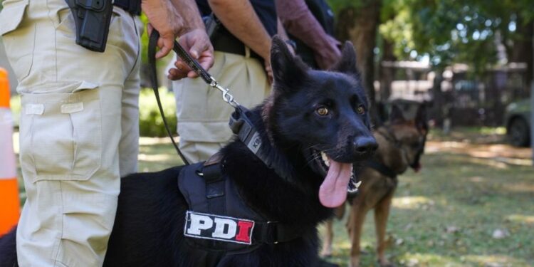 Bono y Black los mejores antinarcoticos de Argentina