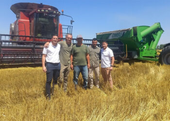 LA COSECHA DE TRIGO AVANZA AL 80% Y DEJA LOS MEJORES RINDES DE LOS ÚLTIMOS CINCO AÑOS