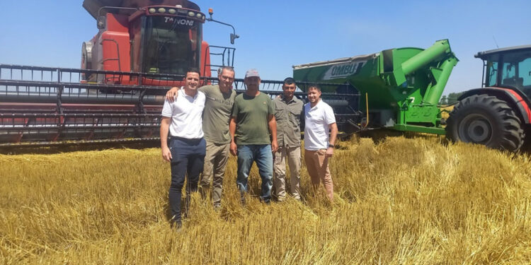 LA COSECHA DE TRIGO AVANZA AL 80% Y DEJA LOS MEJORES RINDES DE LOS ÚLTIMOS CINCO AÑOS